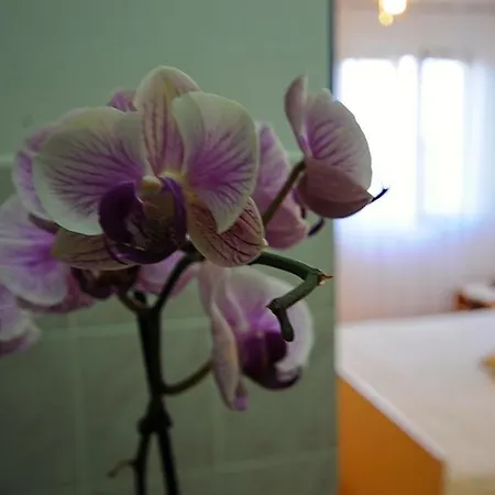 Apartments Marija Bibinje Room photo